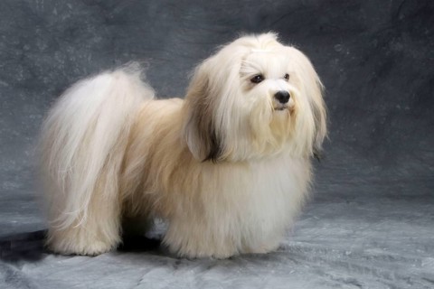 Havanese, Bichon Havanais, Bichon Habanero
