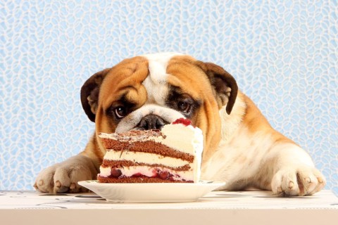 English Bulldog looks at Black Forest Cake, Black Forest Cherry Cake, cake, plate