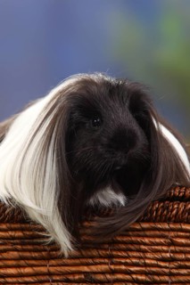 Sheltie guinea pig, black and white, Peruvian silkie