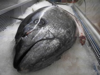 Tuna, bluefin tuna or bluefin tuna