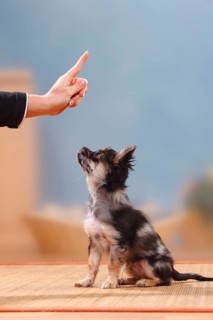 Chihuahua, longhaired, puppy, dark-merle, 17 weeks, training for 'sit', dog training