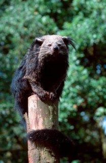 Binturong (Arctictis binturong), bear cat