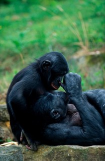 Young bonobo (Pan paniscus) and adult male, bonobo
