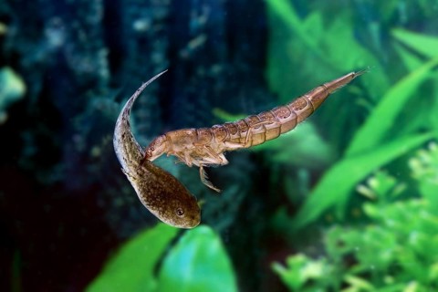 Great Diving Beetle (dytiscus marginalis), Larvae Eating Tadpole of Frog, Normandy