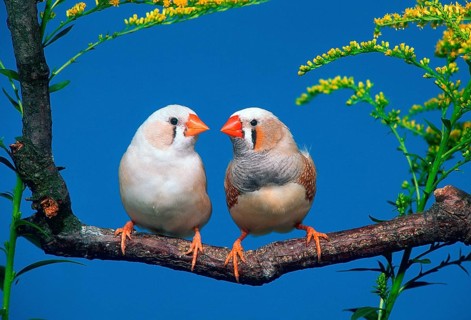 Zebra finches (Taeniopygia guttata), pair, cheeks