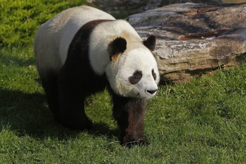 Giant panda, Bamboo Bear, Giant Pandas (ailuropoda melanoleuca), Bamboo Bears, Small Bears,