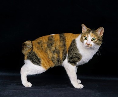 Japanese bobtail domestic cat against black background