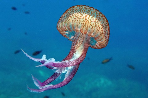 Mauve stinger (Pelagia noctiluca), detachable