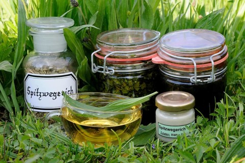 Ribwort plantain (Plantago lanceolata) Ribwort syrup and ribwort tea, ribwort, ribwort honey,