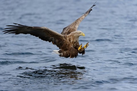 White-tailed eagle (Haliaeetus albicilla) Norway