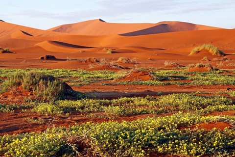 Flowers in Sossusvlei, rainy season, Namib-W