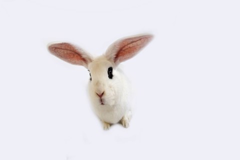 Hotot Domestic Rabit against White Background, Breed from Normandy