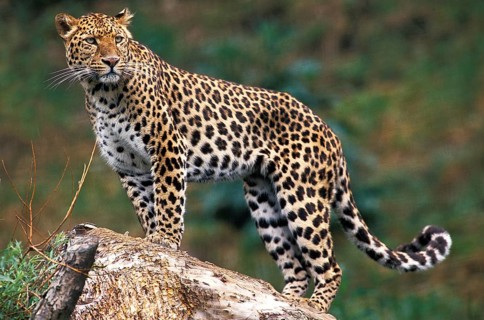 Leopard (panthera pardus)