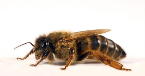 European Honey Bee (apis mellifera), Queen against White Background, Normandy