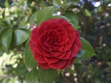 Red Japanese Rose, Camellia Japonica, Botanical Garden, Villa Carlotta, Tremezzo, Lago di Como,