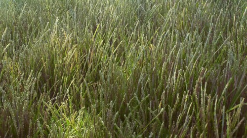 Green Narrowleaf Seagrass (Halodule uninervis) in shallow water on sunny day under bright sunbeams,