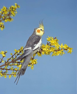 Nymphensittich (nymphicus hollandicus)