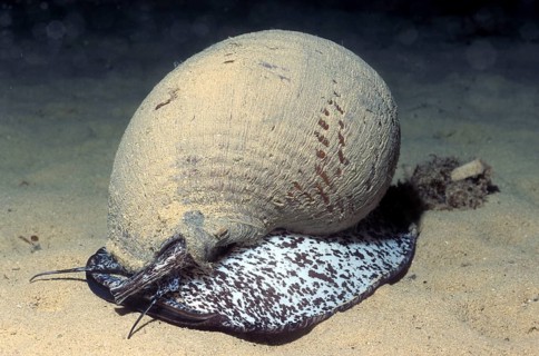 Barrel snail (Tonna galea), barrel snail
