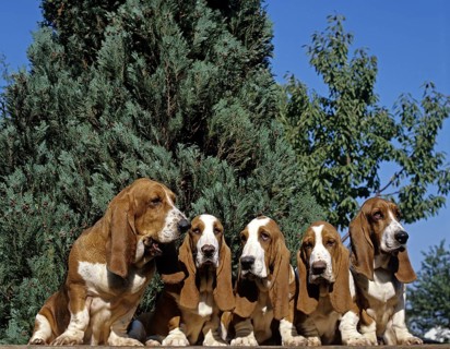 Basset Hound, Dog