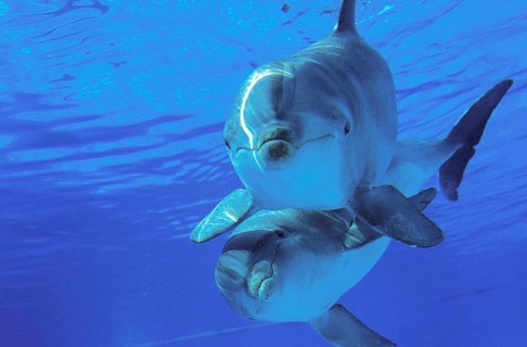 Bottlenose Dolphin (Tursiops truncatus)