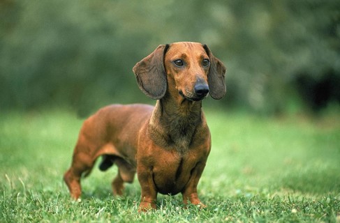 SMOOTH HAIRED DACHSHUND, MALE STANDING ON GRASS