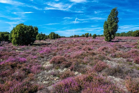 Heather in the Heiliger Hain nature reserve in Südheide Gifhorn, Wahrenholz-Betzhorn, Lower Saxony,