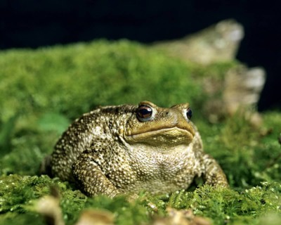 Common Toad (bufo bufo), Adult