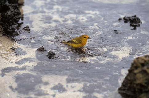 Yellow Warbler (dendroica petechia), Adult having Bath, Galapagos Islands