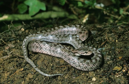 SOUTHERN SMOOTH SNAKE (coronella girondica), ADULT