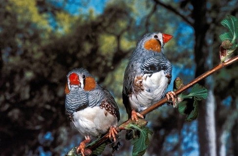 Zebra Finch (taeniopygia guttata), Males standing on Branch