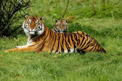 Sumatran Tiger (panthera tigris sumatrae), Mother with Cub