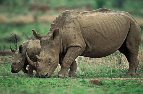 WHITE RHINOCEROS (ceratotherium simum), FEMALE WITH CALF, SOUTH AFRICA