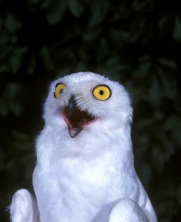 Snowy Owl (nyctea scandiaca), Adult with Open Mouth