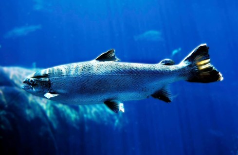 ATLANTIC SALMON (salmo salar), QUEBEC CANADA