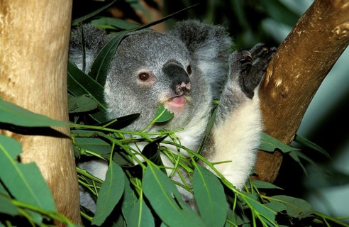 Koala (phascolarctos cinereus), Adult eating Eucalyptus Leaves