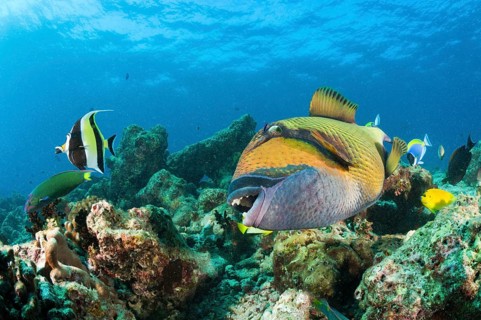 Moustache Triggerfish (Balistoides viridescens), Baa Atoll, Indian Ocean, Maldives, Giant