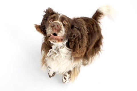 English Springer Spaniel