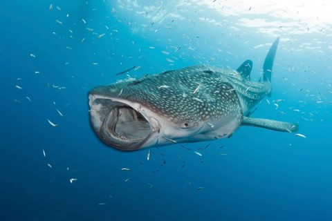 Whale Shark (Rhincodon typus), Cenderawasih Bay, West Papua, Indonesia, Asia