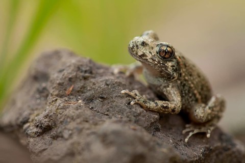 Common midwife toad (Alytes obstetricans), Rhineland-Palatinate, Germany, Europe