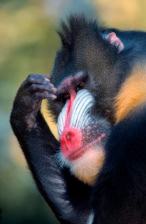 Mandrill, male (Papio sphinx)