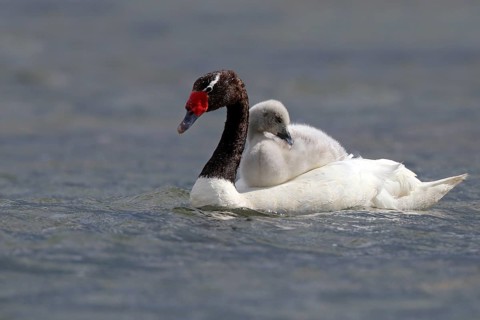 Black-necked Swan
