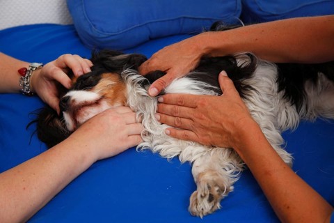 Cavalier King Charles Spaniel, tricolour, with physiotherapy, massage