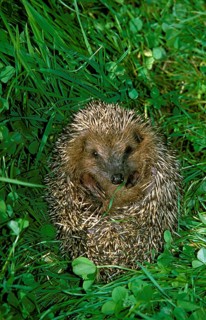 European Hedgehog (erinaceus europaeus), Adult on Grass, Normandy