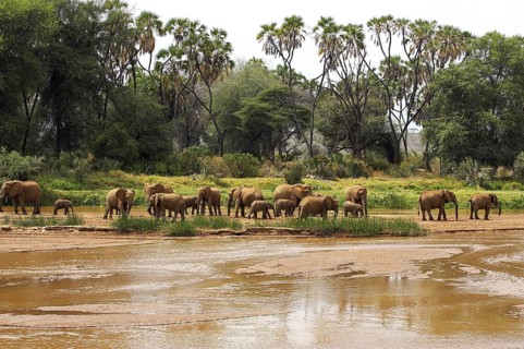 African Elephant (loxodonta africana), Herd near River, Samburu Park in Kenya