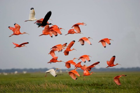 Scarlet ibis (eudocimus ruber), group in flight over the swamp, Los Lianos in Venezuela