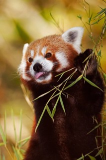 Red Panda (ailurus fulgens), Adult eating Bamboo's Leaves