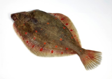Plaice, Goldbutt (pleuronectes platessa), Plaice, Goldbutt, Other animals, Fish, Flatfish, Animals,
