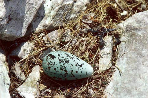 COMMON common guillemot (uria aalge), EGG ON NEST, Scotland, United Kingdom, Europe