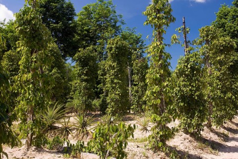 Pepper plantation, Phu Quoc Island, Vietnam, Asia