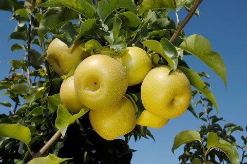 Asian Pear Hosuii pear Hosuii, Asian pear (Pyrus pyrifolia)